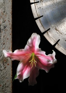 SPlilia1 Fot. Barbara Gorniak (mat.prasowe BCK)